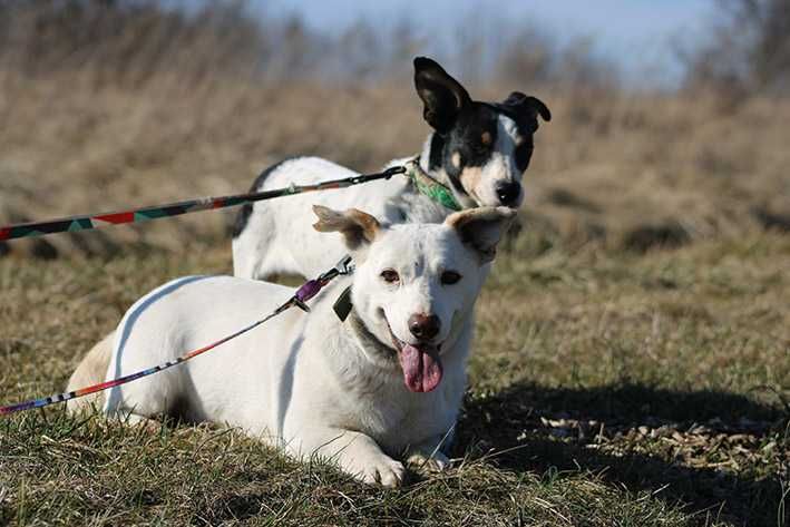 BRICO pies adopcja schronisko lękliwy