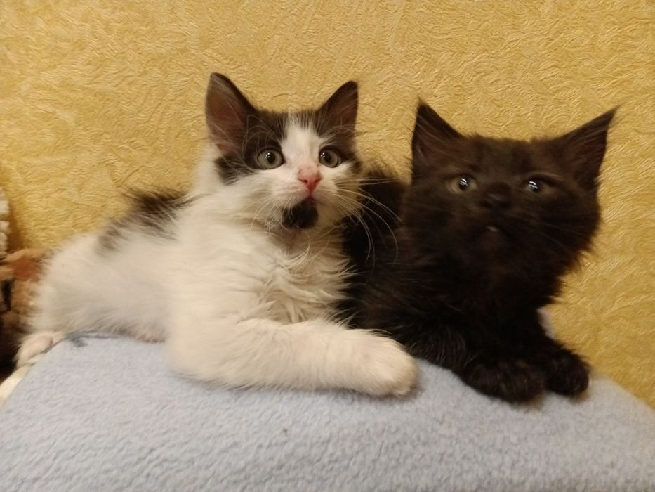 Шикарнючі котики шукають дім!