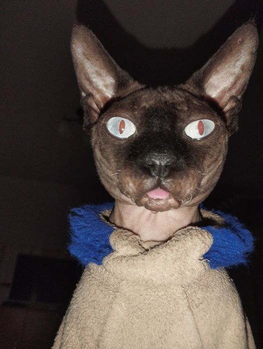 Канадский сфінкс в пошуках люблячої киці.Котик для  в'язки.