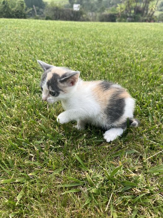 Gatinhas para dar