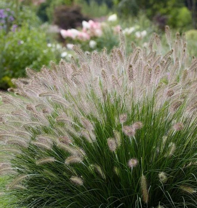 PROMOCJA Rozplenica japońska hameln p9