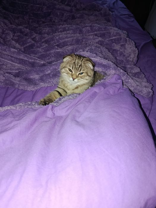 Котята шотландские вислоухие