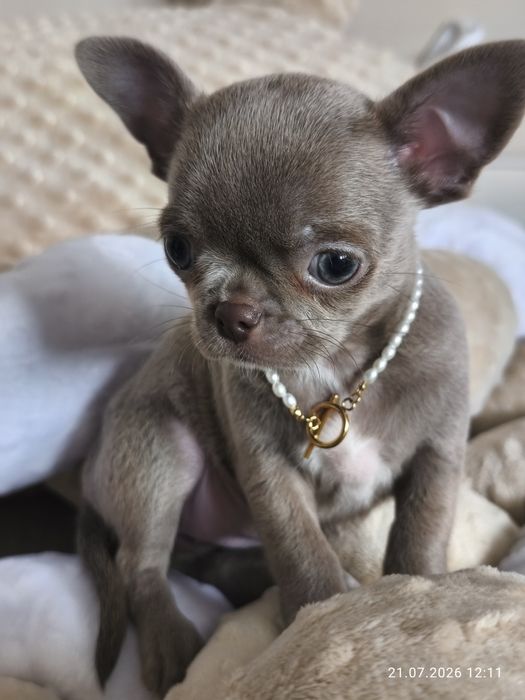 Chihuachua lilia, blue