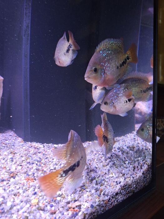 Pielęgnica Wielobarwna