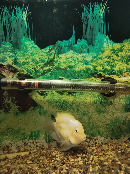 Рыбки аквариумные