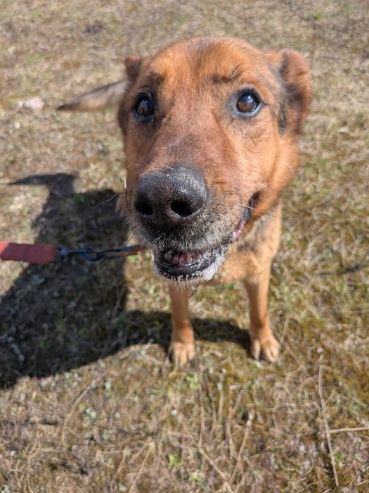 pies do adopcji za darmo