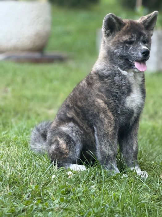 Szczeniak Akita sunia