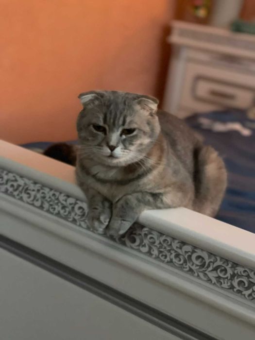 Продам котиків шотланська висловушка сіра