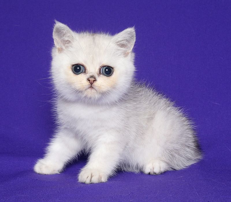 Шотландский прямоухий мальчик