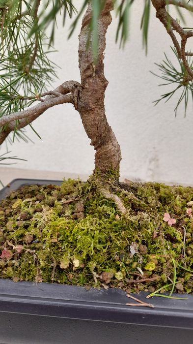 Bonsai Pinheiro Silvestre (Pinus sylvestris) 
Vendo exemplar de Pinheiro Silvestre (Pinus sylvestris) em fase avançada de estrutu