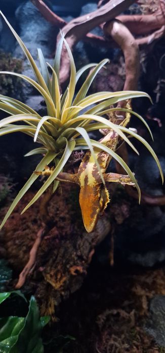 Gekon orzęsiony samica tricolor full pinstripe crowned correlophus ciliatus
