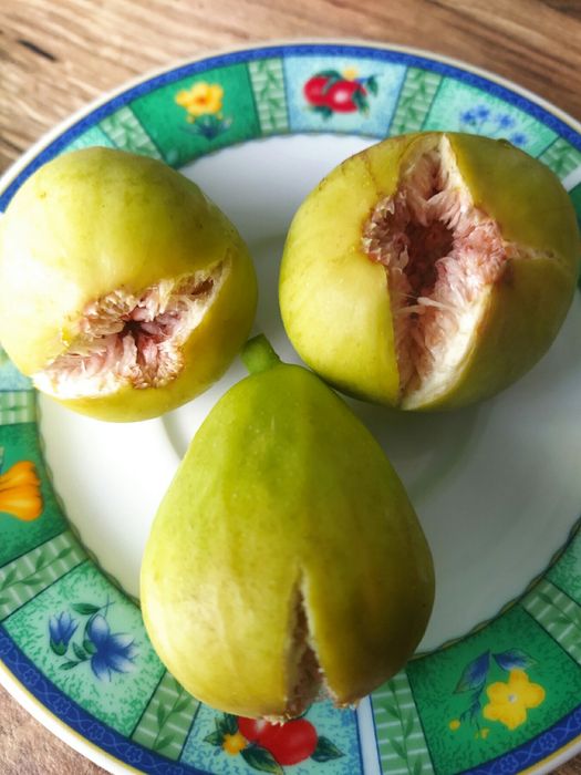 актинідія жимолость гумі фундук