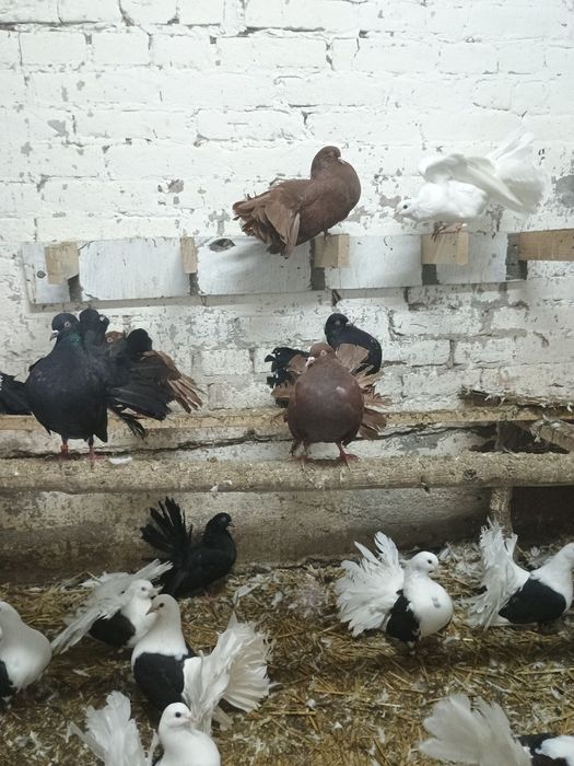 Gołębi pawiki stary typ