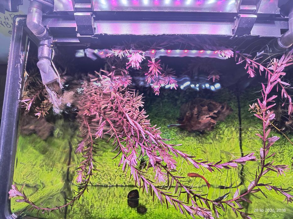 Roślina akwariowa Rotala rotundifolia 'Blood Red'