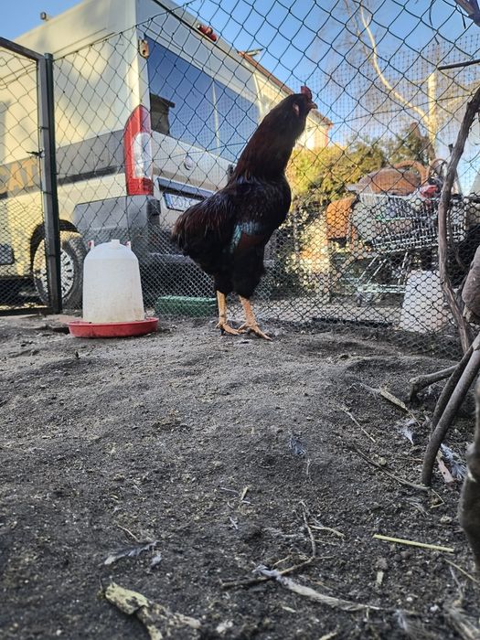 Sprzedam koguty ozdobne