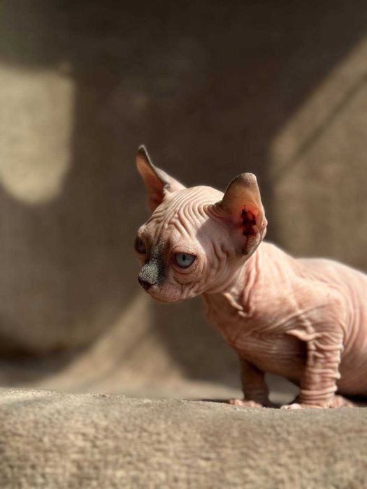 Кіт sphynx ELF ельф