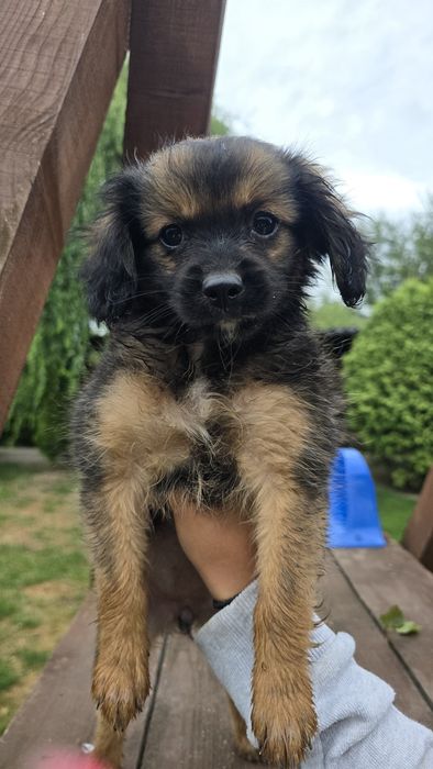 Cavapom suczki I piesek