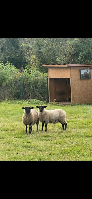 Продам двох племінних баранчиків породи Суфолк