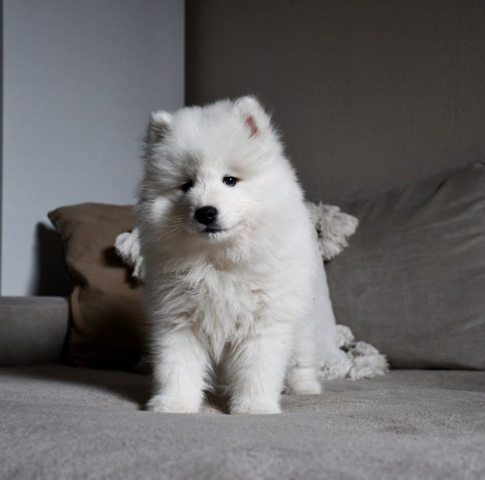 Samoyed szczeniak piesek