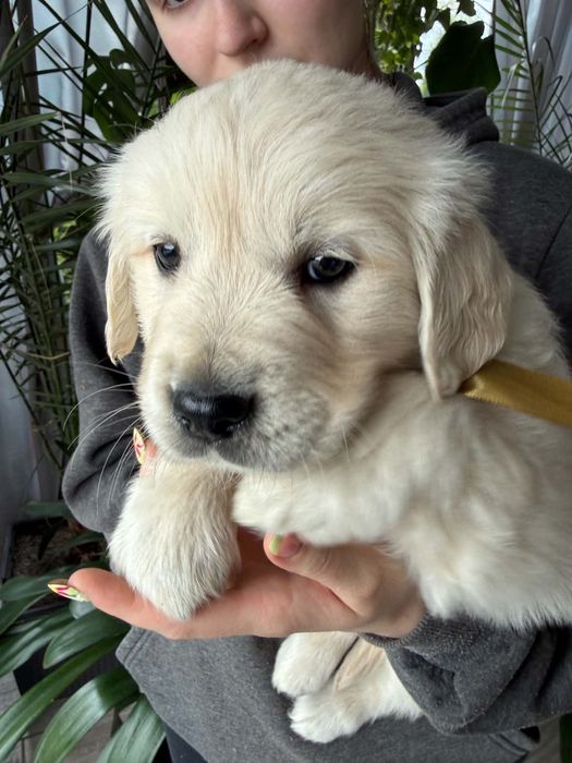 Golden retriever -piesek