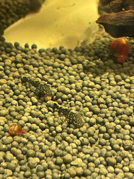 Peixes Ancistrus - Jovens