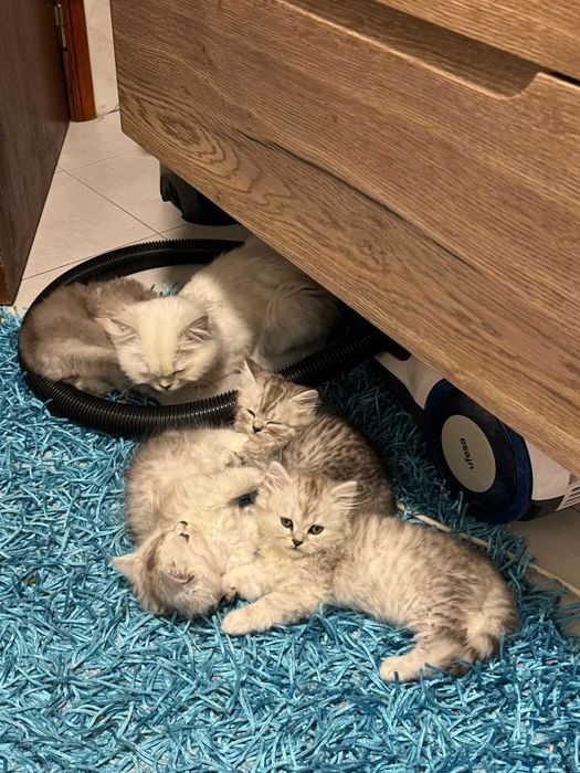 Gatinho bébé British Longhair Silver