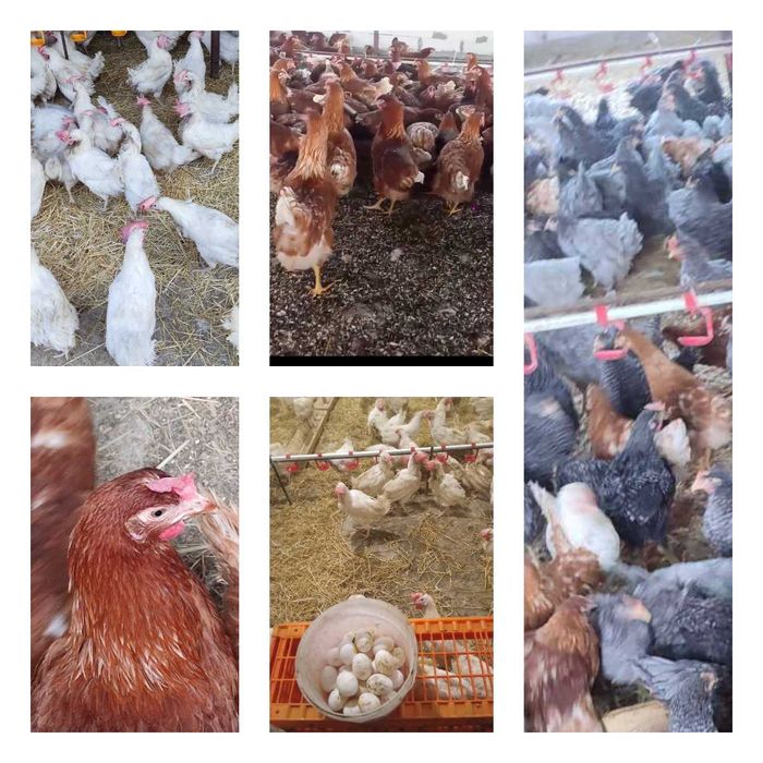 Продам кури несушки! Доставка безкоштовна. Новгородка!