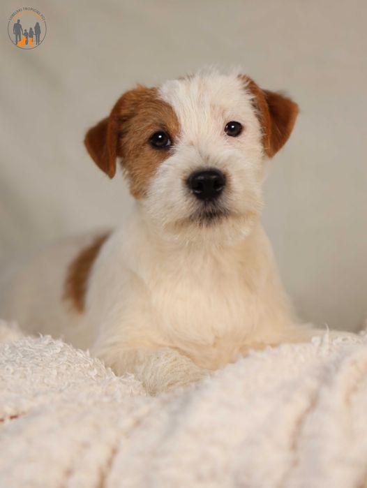 Jack Russell Terrier ZKwP FCI piękny spokojny przytulas