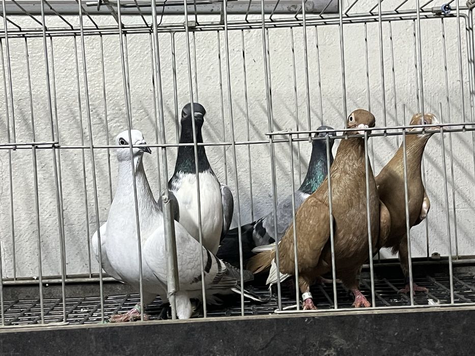 Golebie czaposze, wiedenskie, czajki