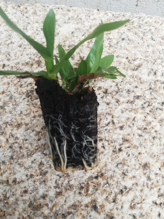 Relva Brasileira em Tabuleiros