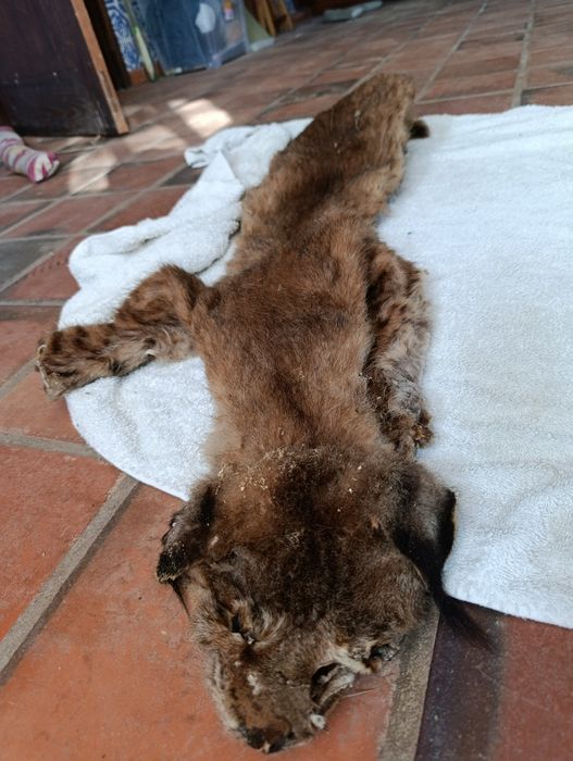 Antiguidades variadas