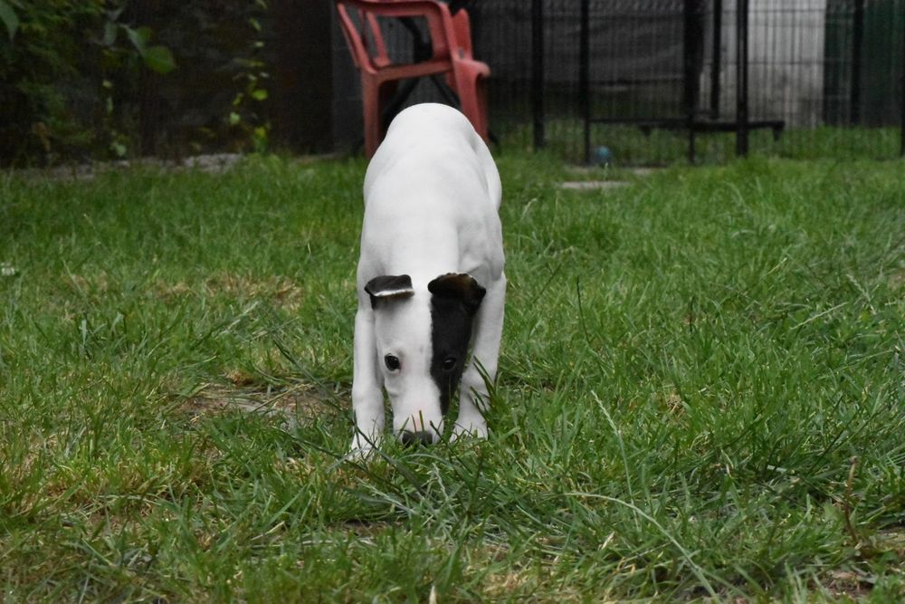 Chart angielski whippet suczka ZKwP FCI