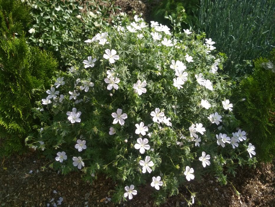 Сантолина, герань садовая - многолетки.