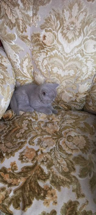 Продаюся котики дата н.р. 15.04.2024