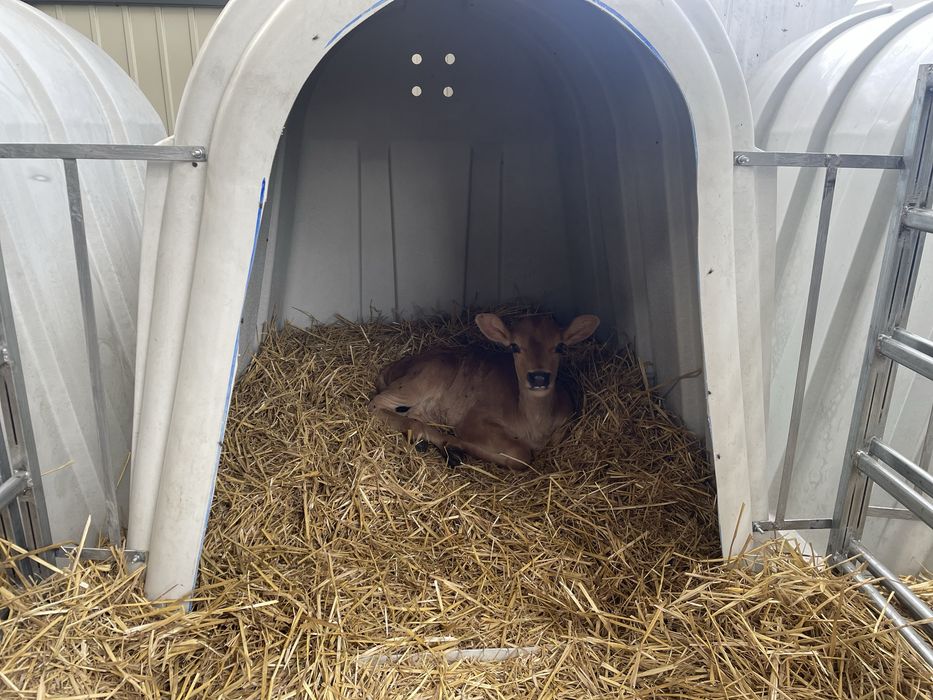 Продам бичок Джерсейської породи на племʼя,  100% Джерсейська порода