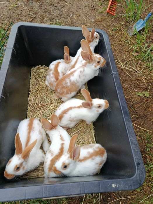 Witam, mam do sprzedania młode króliki 30 zł sztuka