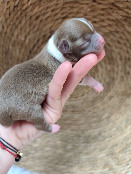 Chihuahua czekoladowy