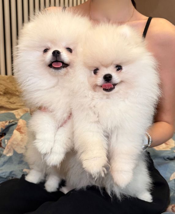 POMERANIAN - szpic miniaturowy - Mochi | FCI / ZKwP