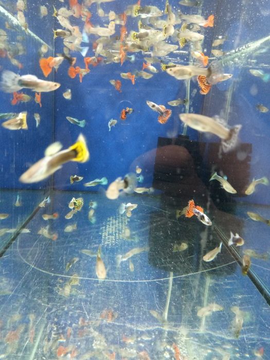 Skalar żaglowiec i wiele innych ryb. Hodowla Glonek
