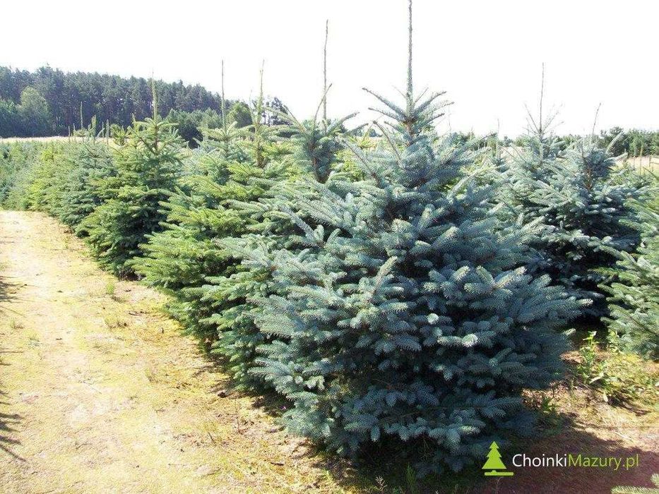 Plantacja Choinek Świerk Srebrny Cięty 200-250cm