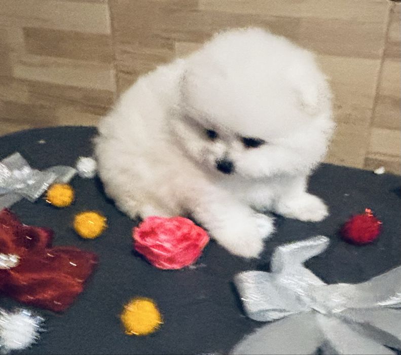 Spitz .anao .lulu da pomerania macho