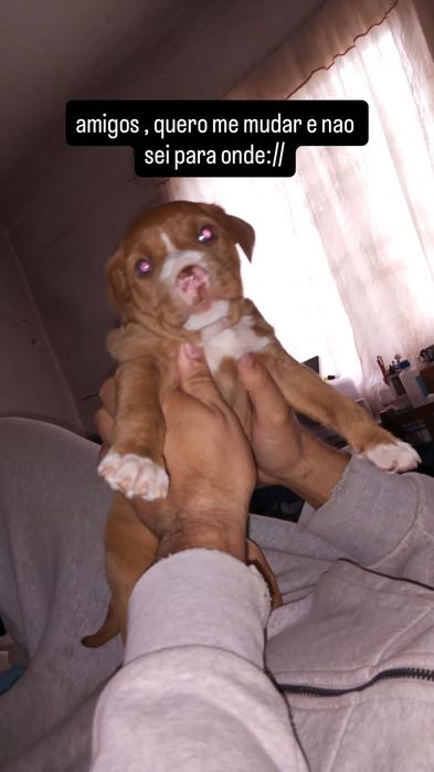 Crias de pitbull