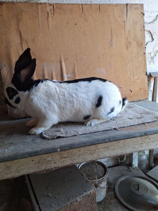 Samiec Srokacz OSC z rodowodem  95,5pkt