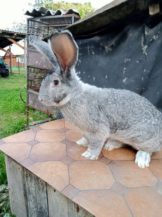 Самець Шиншила вік 9 міс
