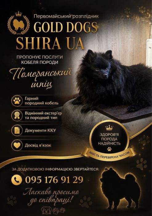 Померанский шпіц