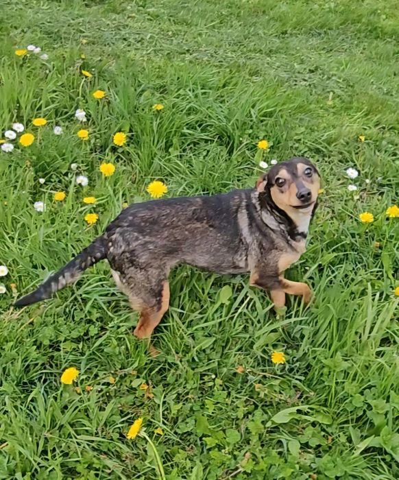 Mala Hania szuka domu