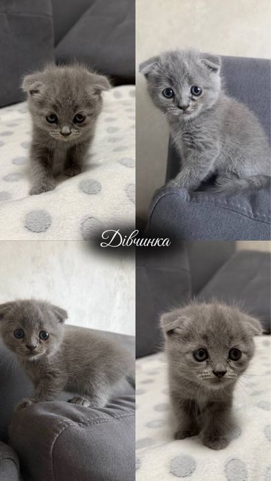 Британські короткошерстні , чистокровні котинята, голубого окрасу