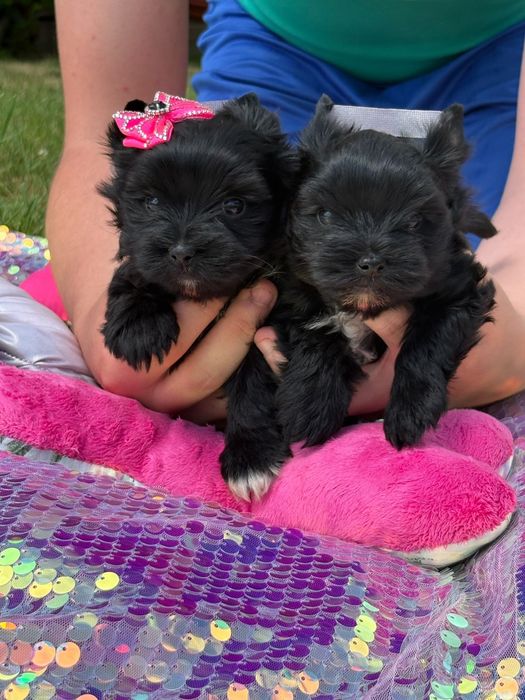 Yorkshire terrier black wyjątkowa czarna suczka
