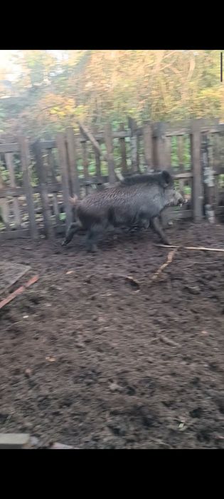 Vendo/troco leitões bisaros/javali