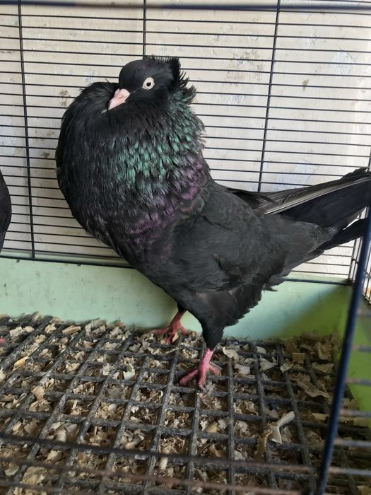 Garłacze górnośląskie koroniaste